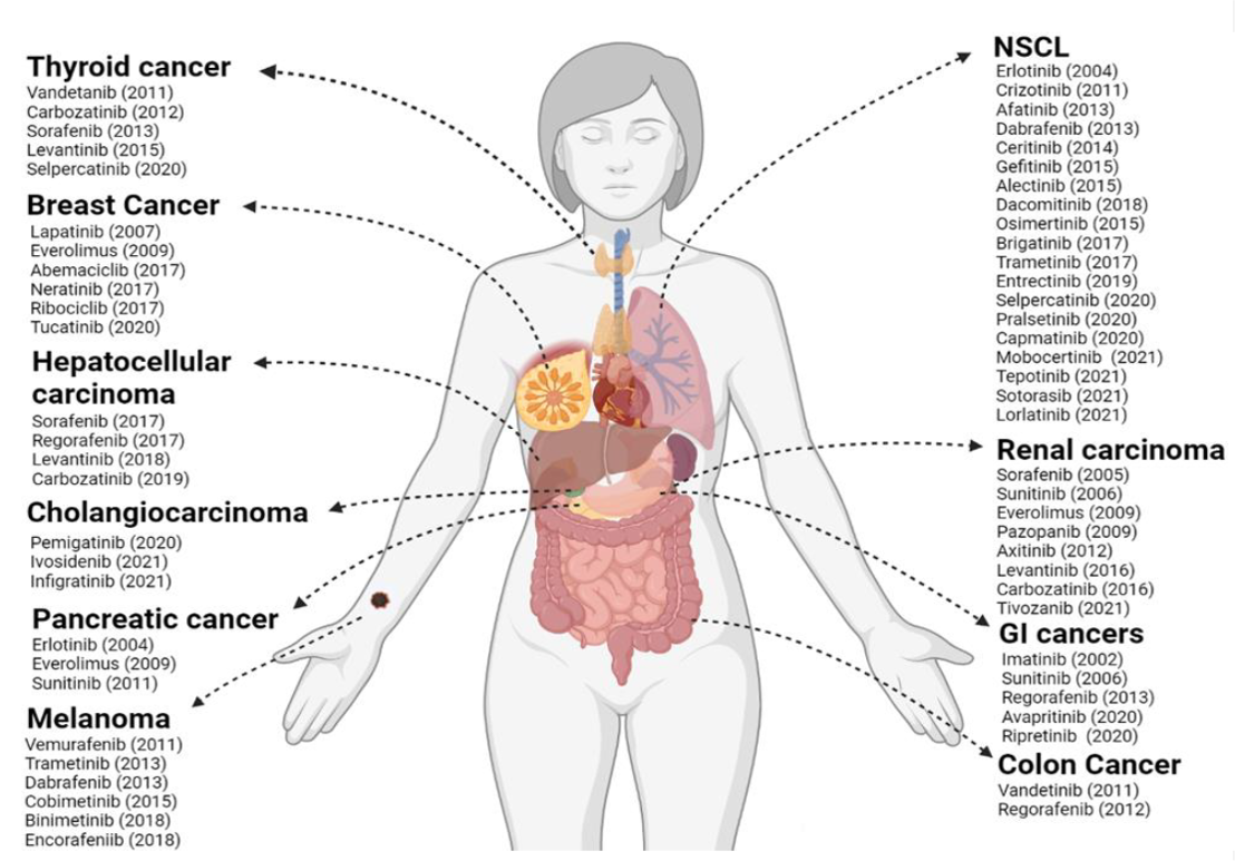 Image of a human body showing the internal organs. Lists of approved drugs point to where they take effect